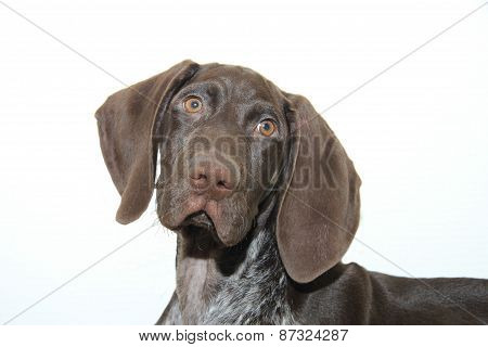 German Shorthaired Pointer Puppy