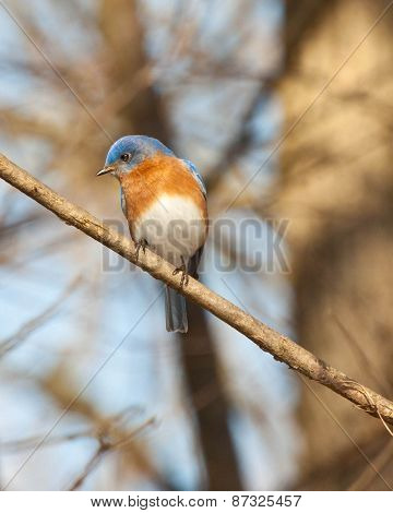 Eastern Bluebird