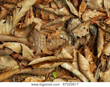 leaves on the ground
