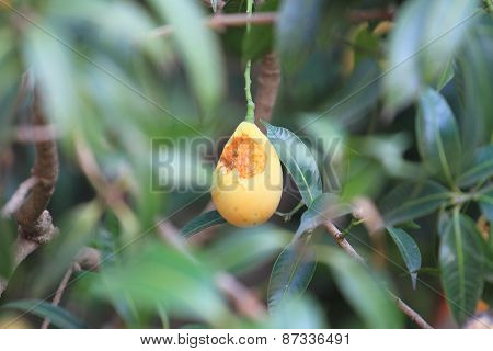 marian plum destroyed
