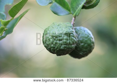 bergamot on the tree