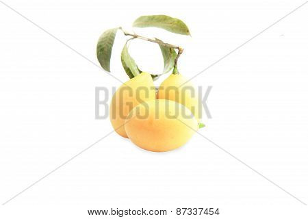 marian plum