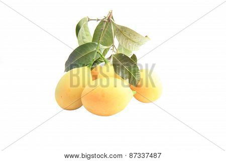 marian plum