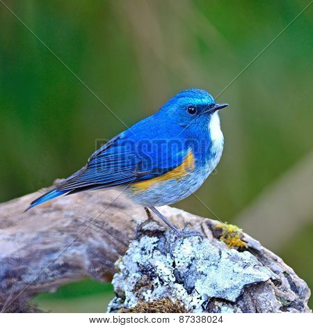 Male Himalayan Bluetail
