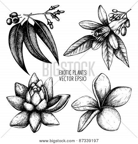 Exotic Plants Vector Collection
