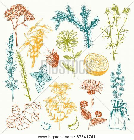 Herbs and spice collection