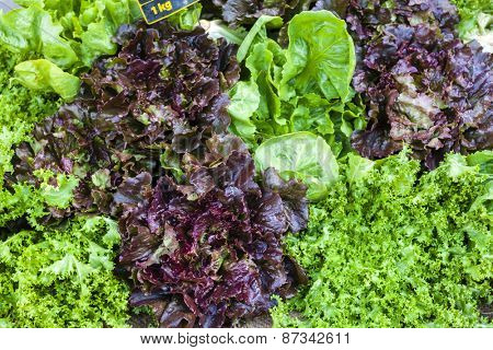lettuce, market in Forcalquier, Provence, France