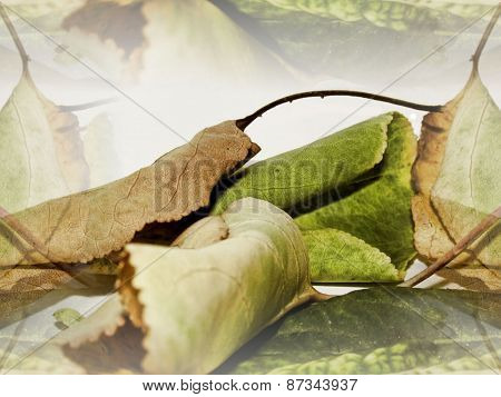 autumn leaves wallpapers