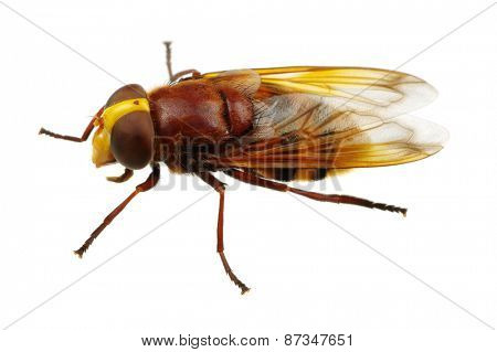 Horsefly isolated on white