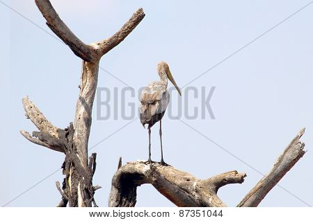 Yellow-billed Stork On A Tree