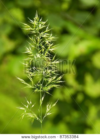 green grass