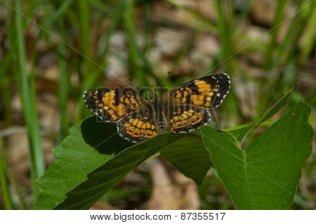 Silvery Checkerspot