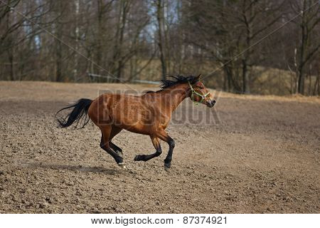 Running Horse