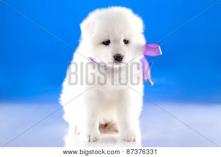Image Of Puppy Samoyed Breed