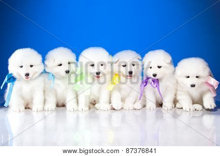 Photo Of Puppies Samoyed Breed