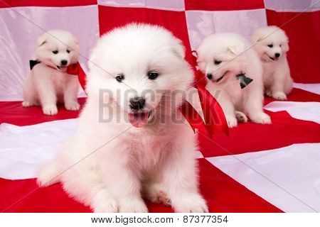 Image Of Puppies Samoyed Breed