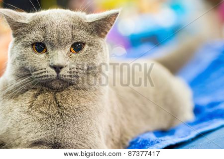 Adorable Britan Gray Cat With Orange Eyes