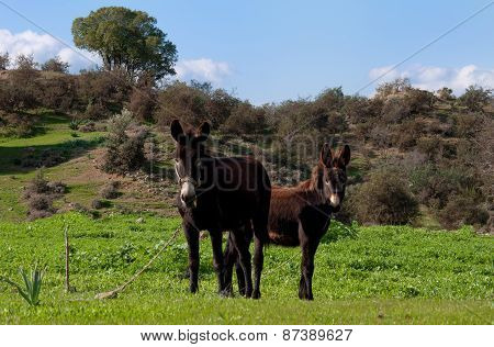 Two shaggy donkey on the green grass.