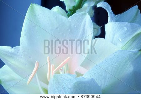 delicate white flower with stamens, macro, drops