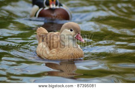 Duck swimming, Female mandarin duck