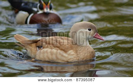 Duck swimming, Female mandarin duck