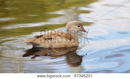Duck swimming