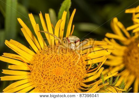 Crab spider on yellow flower macro