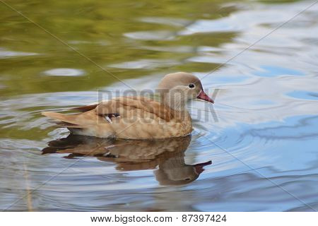 Duck swimming, Female mandarin duck