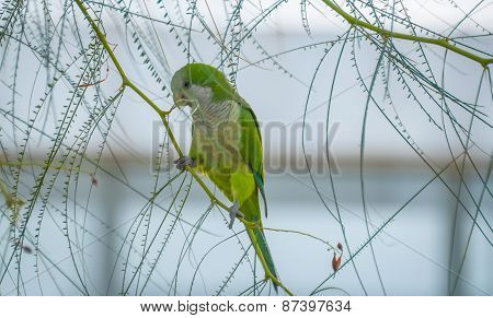 Barcelona Monk Parakeet collecting seeds.
