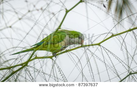 Barcelona Monk Parakeet collecting seeds.