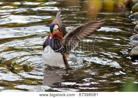 Duck wingspread on water