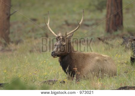 Alce Buck