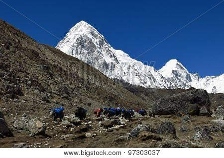 Yak Caravan Comming From Everest Base Camp And Snow Covered Pumo Ri