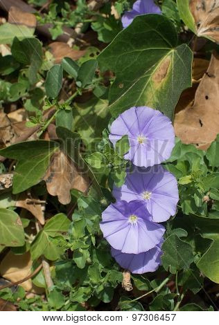 Purple Morning Glory Flowers