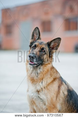 Smart Dog