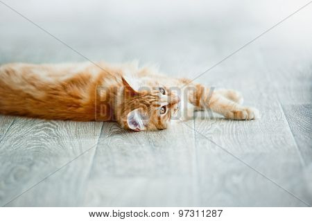 Ginger Kitten Having Rest