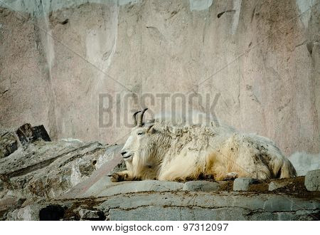 Adult Rocky Goat Having Rest On Rocks
