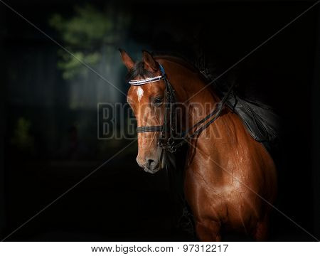 Sport Dressage Horse In Dark Manege