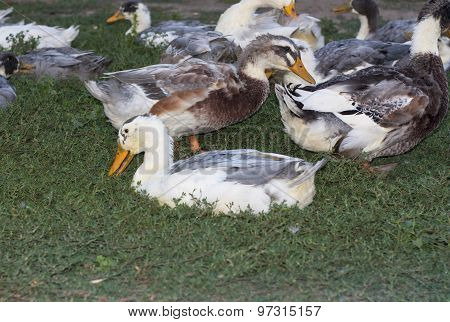 Birds Ducks Are Resting On A Grass Photo
