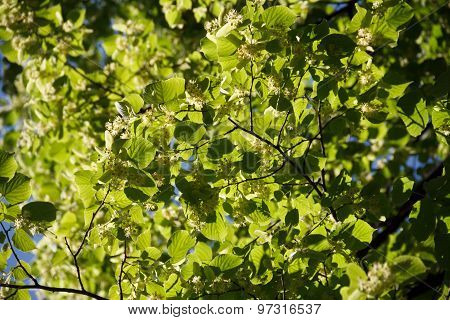 Leaf On A Sunny Day. Sun Shining Through The Leaves. Bright Sun.
