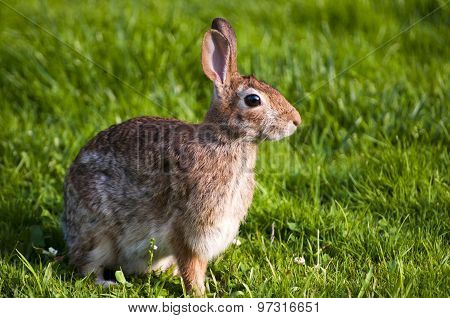 Rabbit in grass