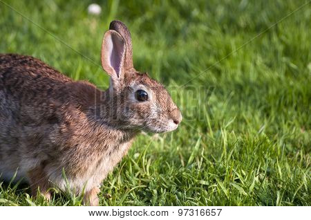 Rabbit in grass