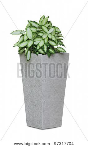 Potted house plant isolated in white background - Diffenbachia 