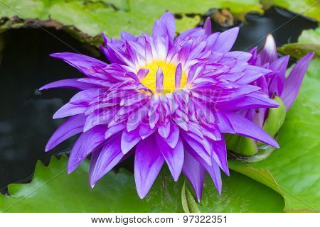 Purple Waterlily Named King Of Siam Or Chalong Kwan