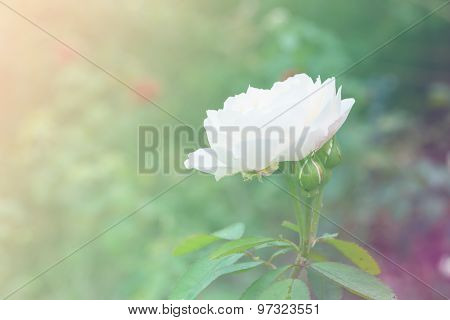 White Beautiful Rose Growing In The Garden