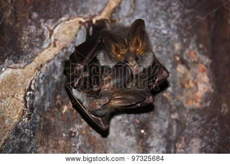 Small bat cave.