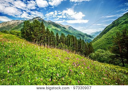 Bright Pink Flowers On A Mountains Field