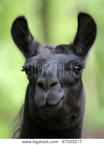 Lama