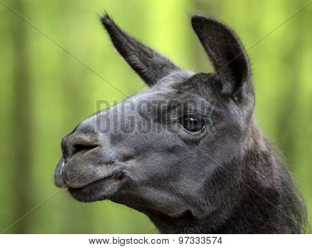 Lama