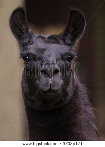 Lama